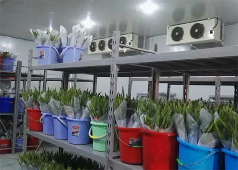鮮花保鮮冷庫建造 鮮花保鮮冷庫建造
