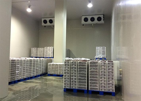 氣調保鮮庫建造價格費用 氣調保鮮庫建造價格費用