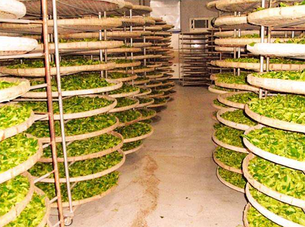 茶葉低溫冷藏庫建造 茶葉低溫冷藏庫建造