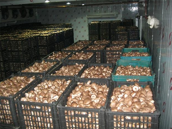 蔬菜冷藏保鮮庫建造安裝 蔬菜冷藏保鮮庫建造安裝