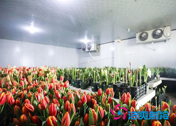 花卉冷庫(kù)安裝預(yù)算造價(jià)多少錢?-浩爽制冷 花卉冷庫(kù)安裝預(yù)算造價(jià)多少錢?-浩爽制冷